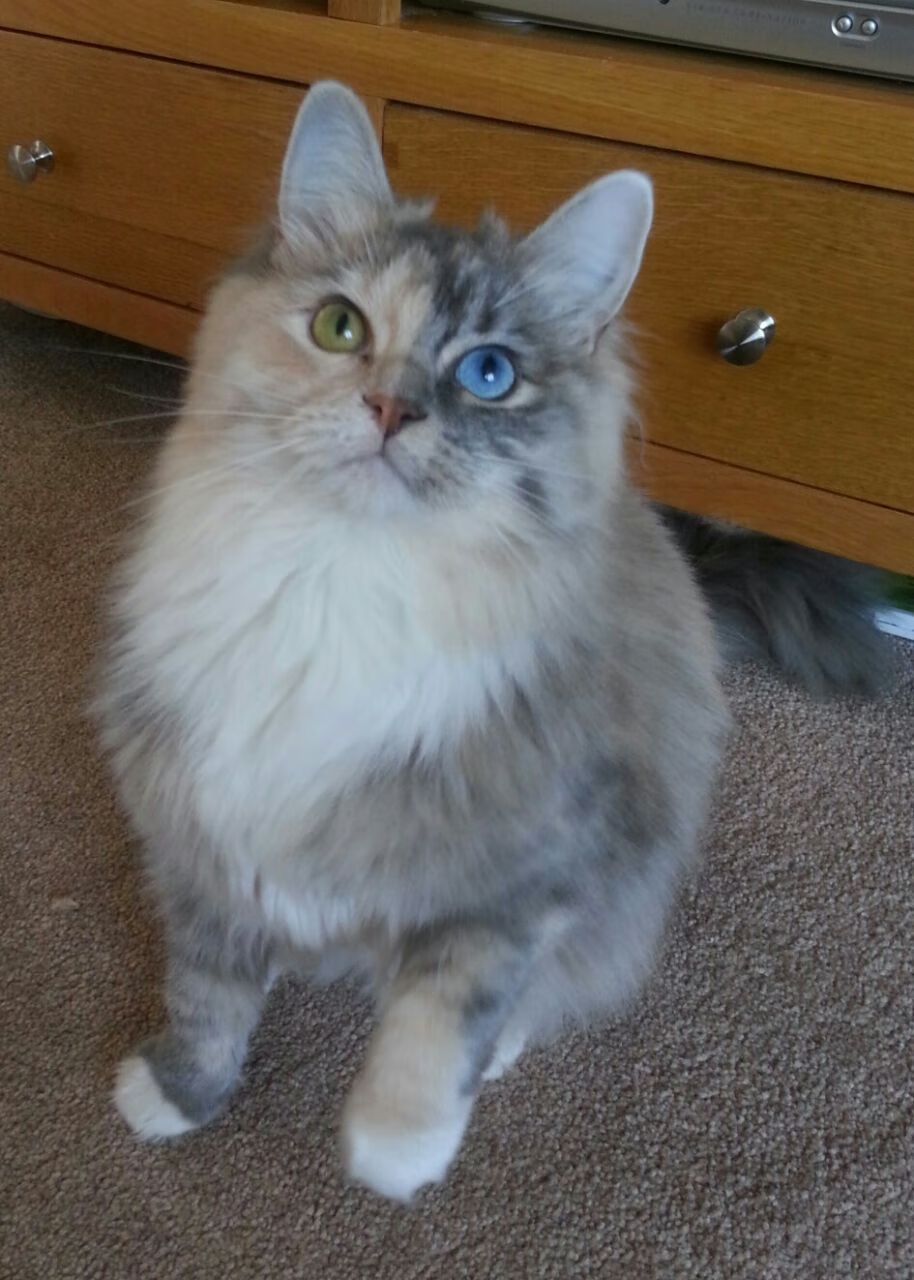 五大联赛球队是否过度依赖边锋创造机会,五大联赛球队球员