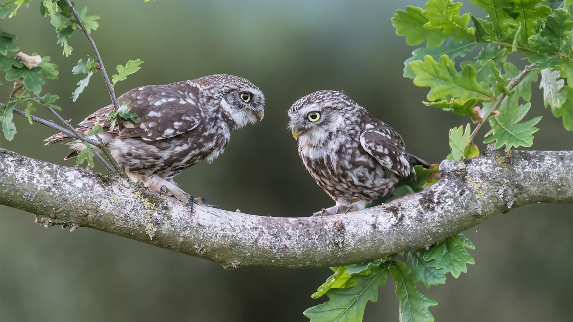 勒沃库森边路起球精准助攻能力增强,勒沃库森 边锋