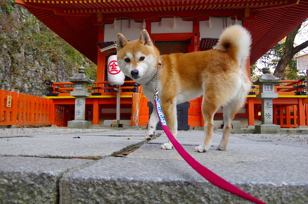 教练组引入外籍专家优化体系结构,国家队外籍教练